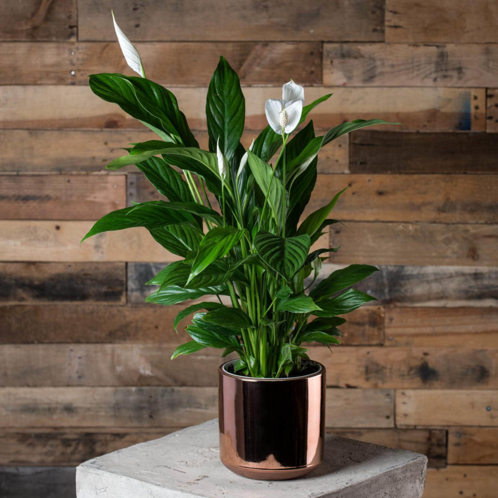 low light indoor plants for darker corners - Peace Lily