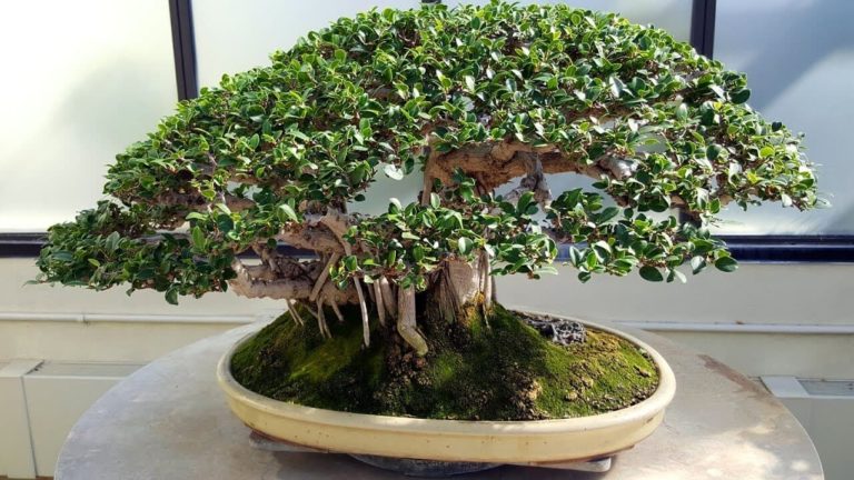 An Adorable Miniature Trees: Bonsai Trees