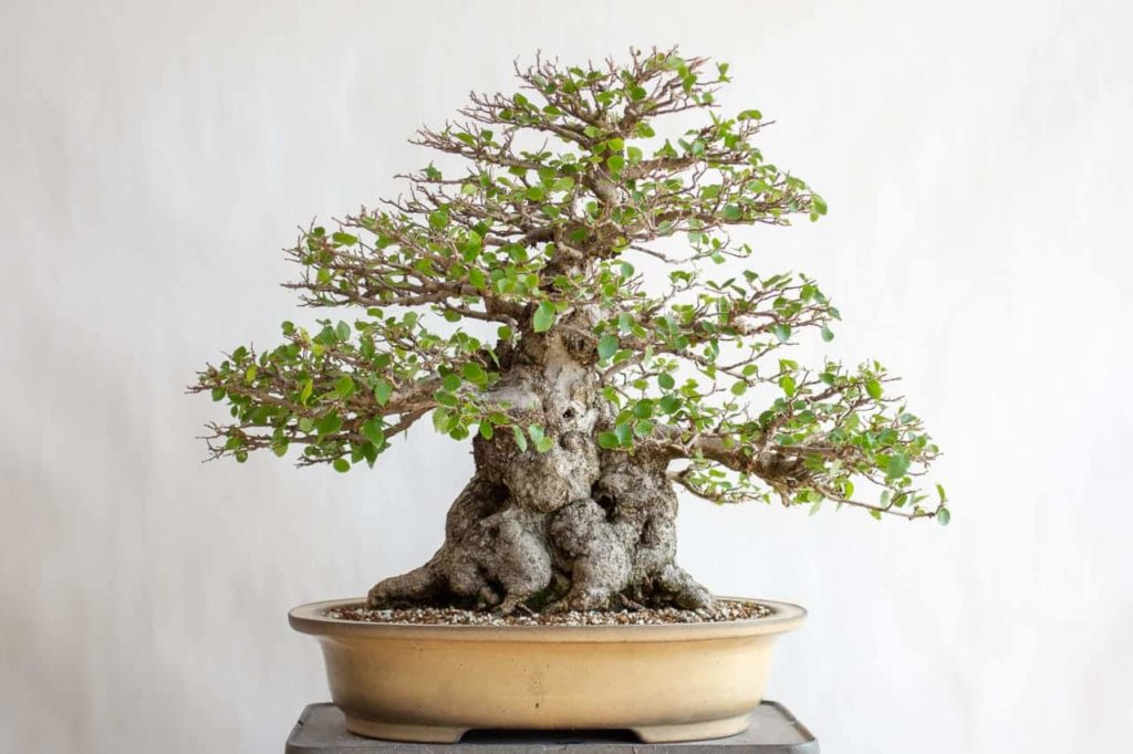 An Adorable Miniature Trees: Bonsai Trees