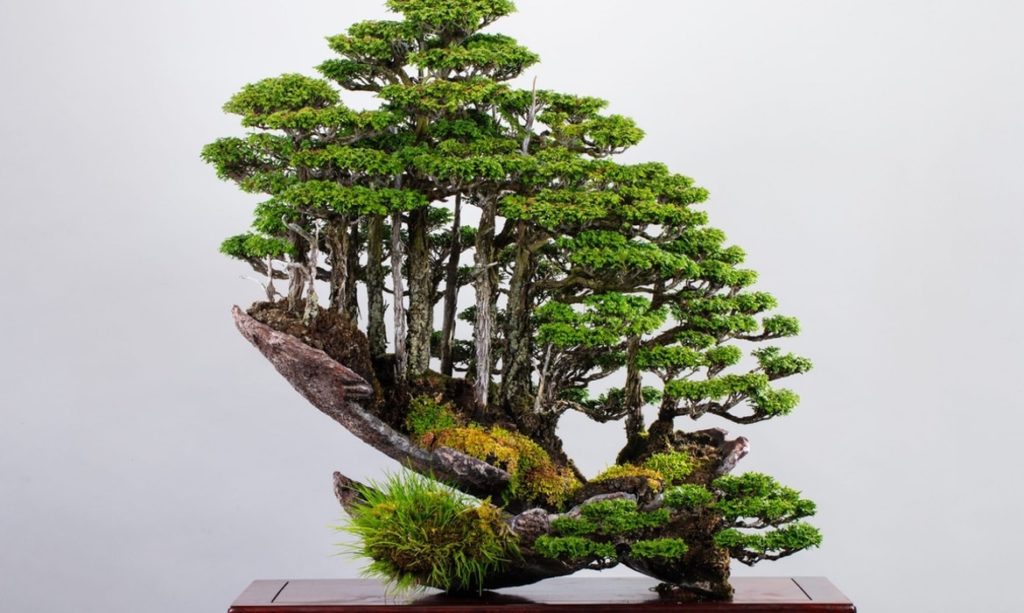 An Adorable Miniature Trees: Bonsai Trees