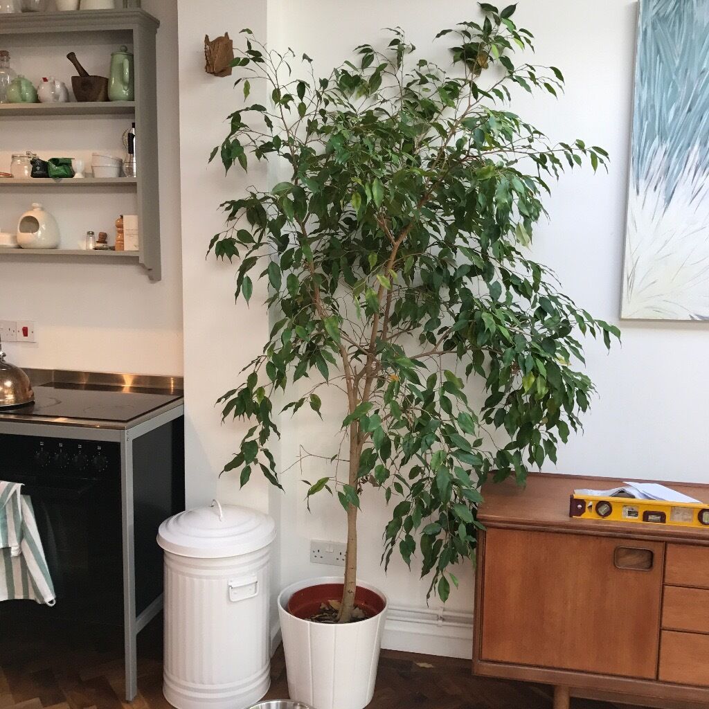 Triangle Ficus