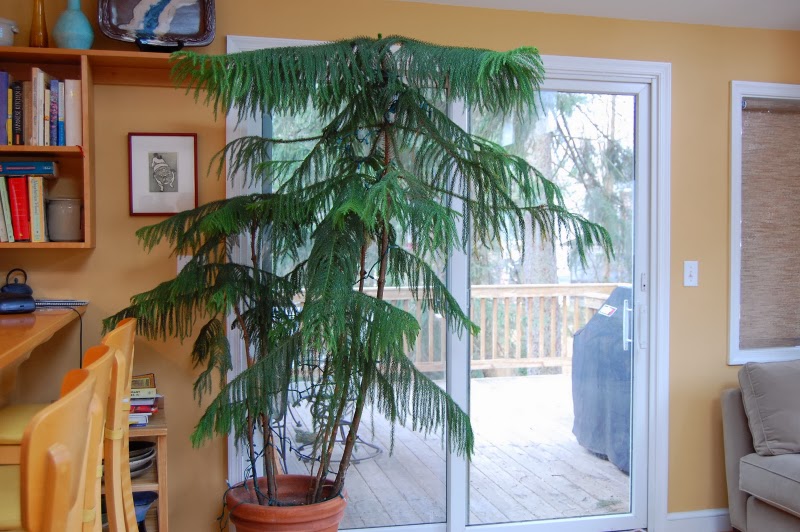 Norfolk Island Pine