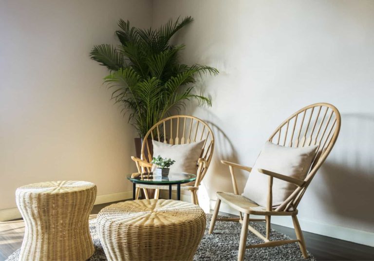 Most Beautiful Indoor and Big Plants for Your Living Room