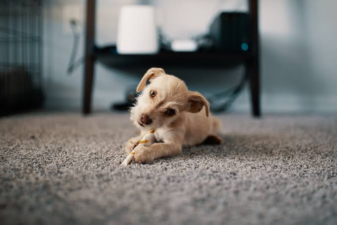 Air Duct House Pets