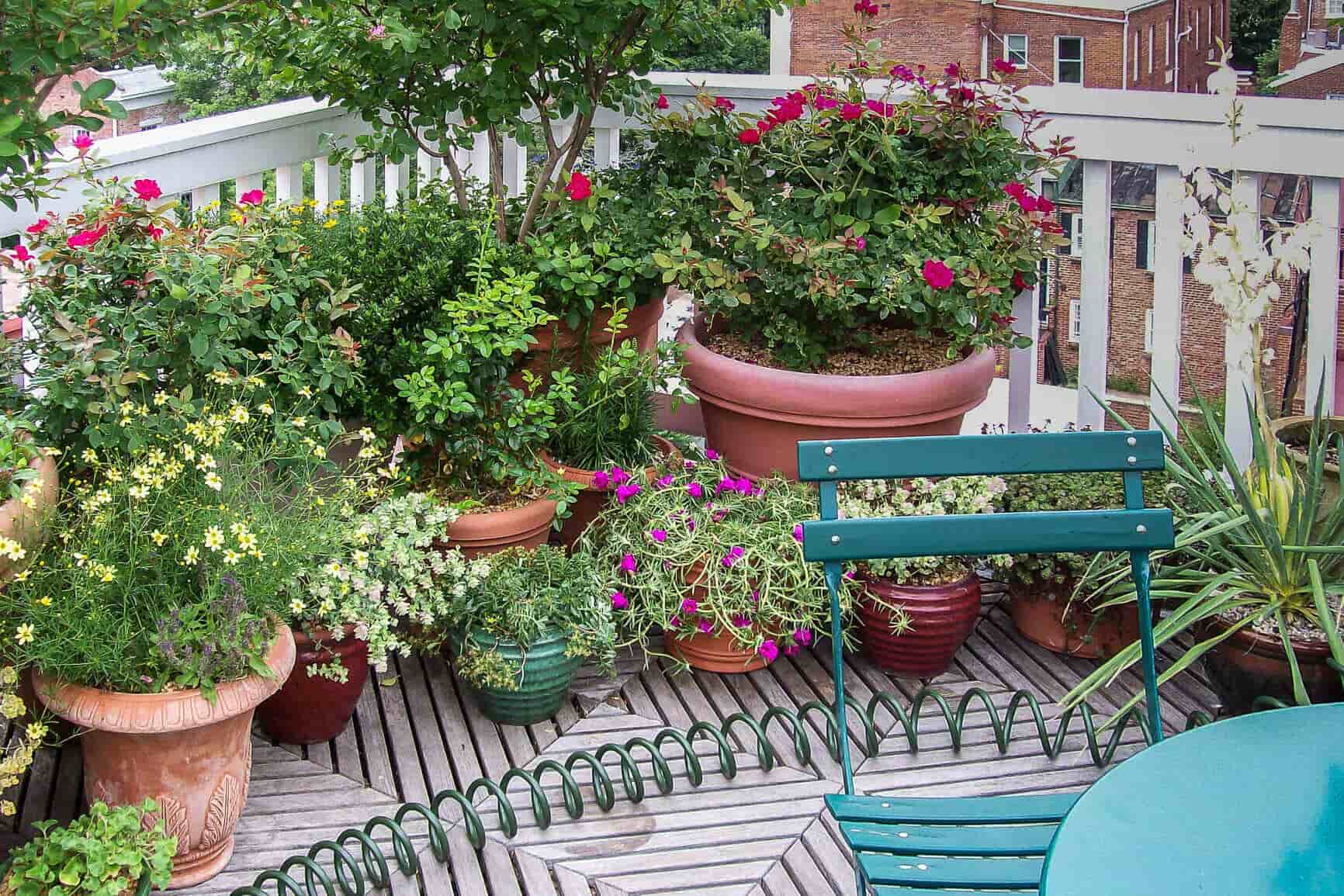 Balcony Gardens