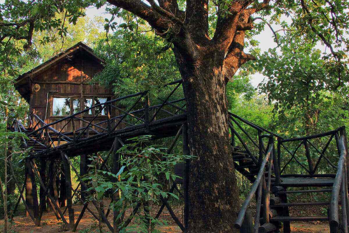 Tree House Design Ideas