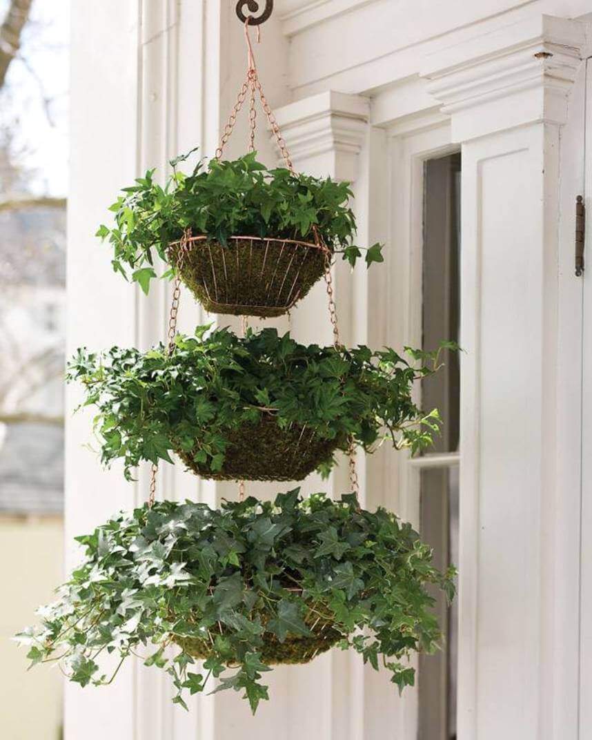 hanging plant 