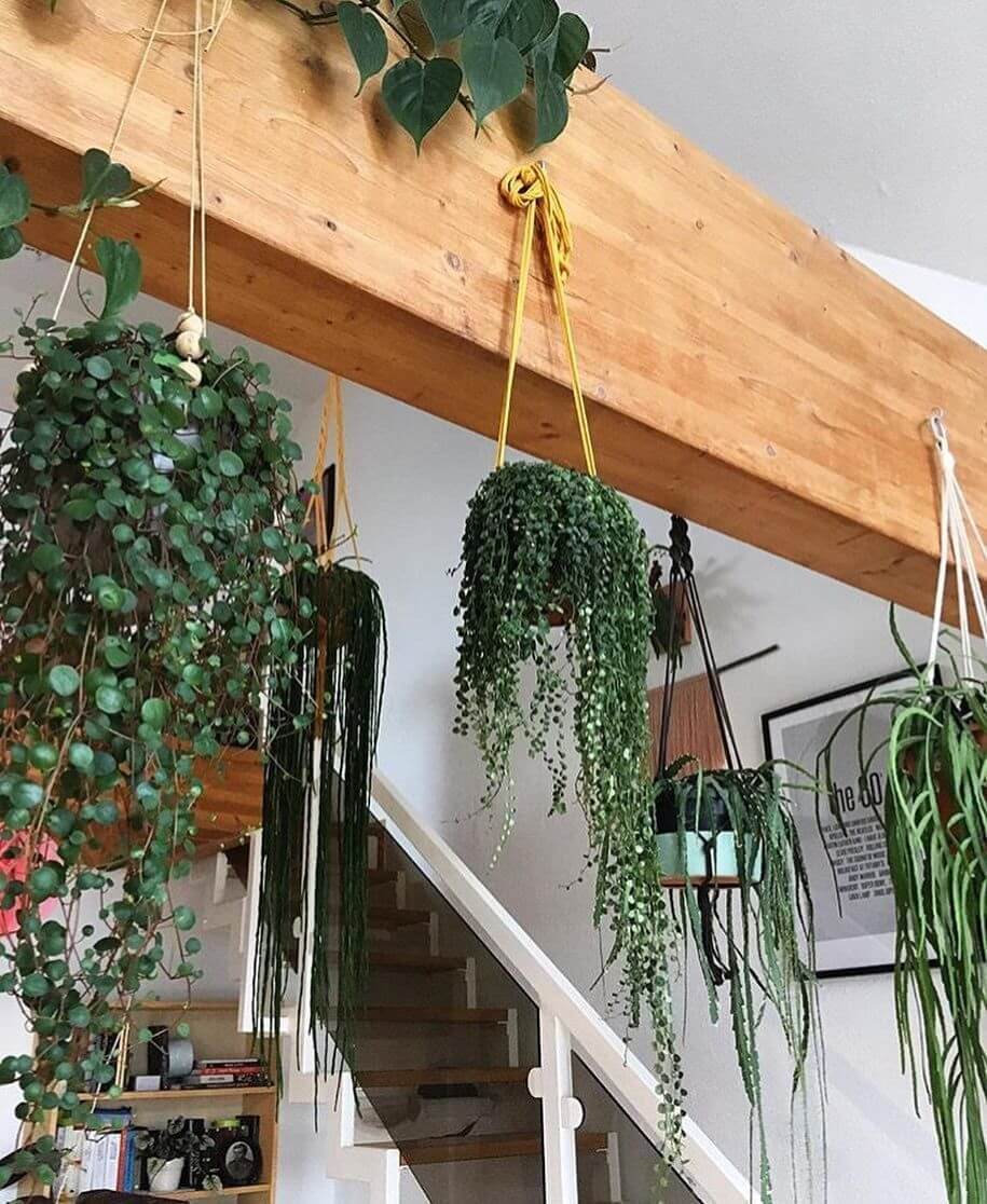hanging plant 