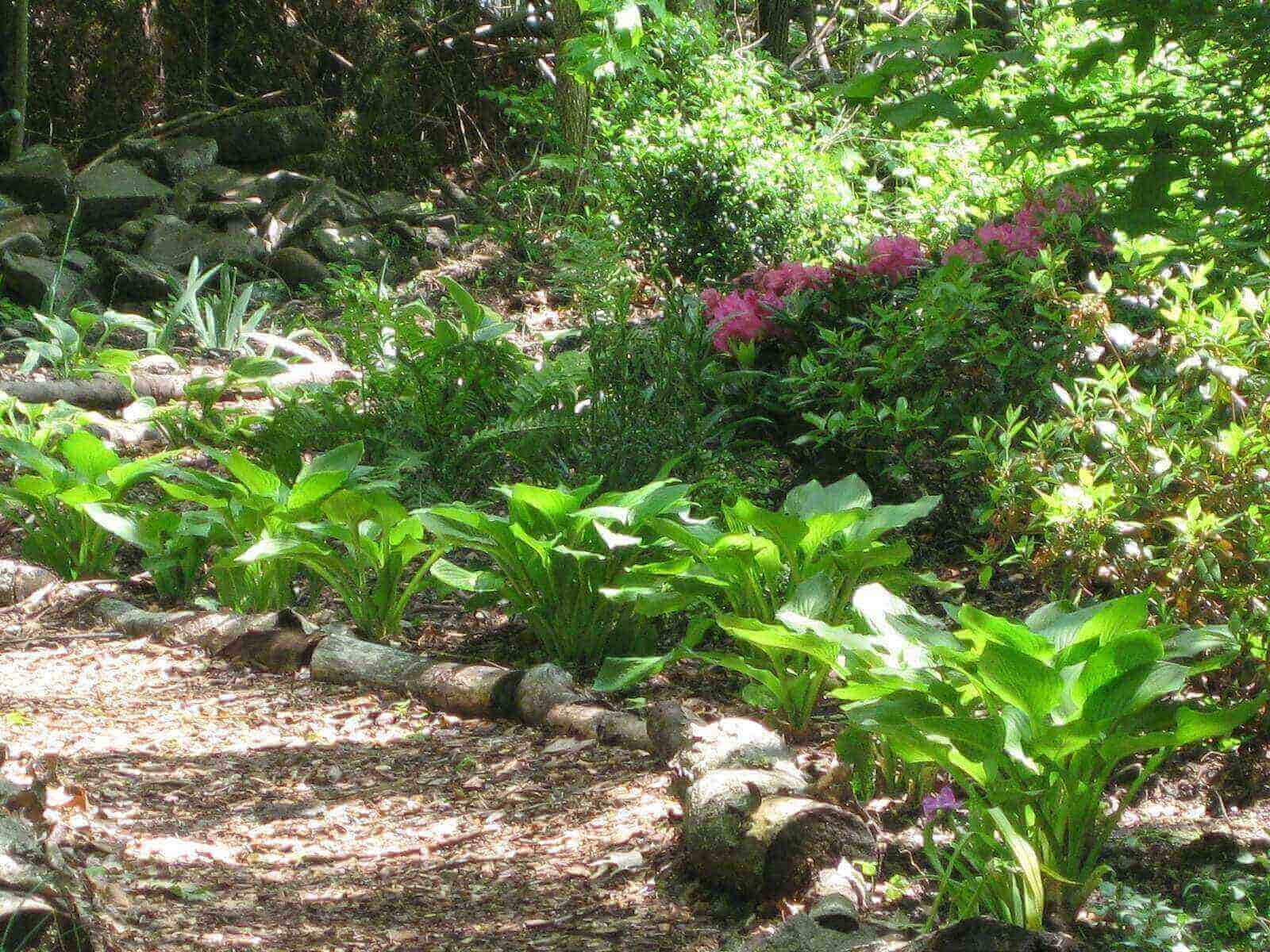 shade garden 