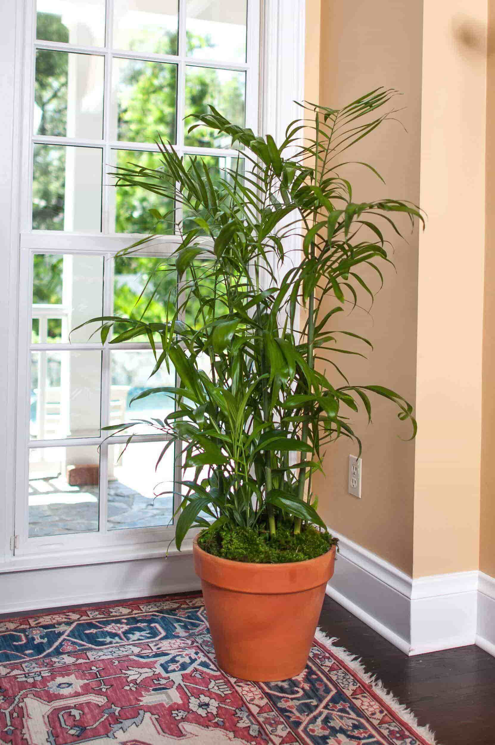 15+ Air Purifying Indoor Plants According to NASA