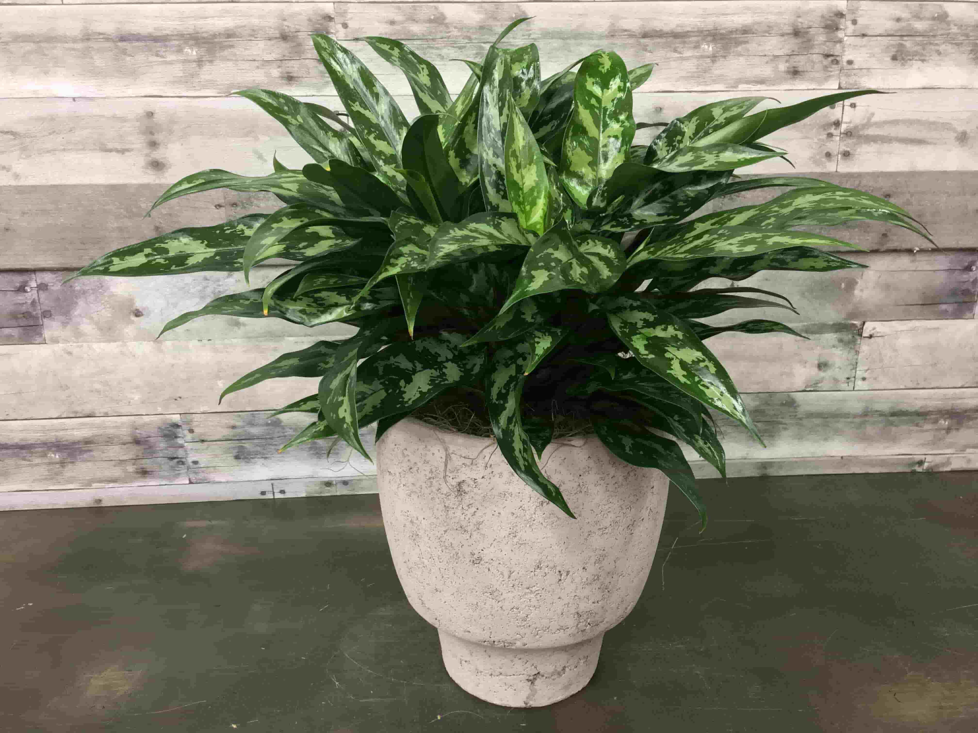 Chinese evergreen 