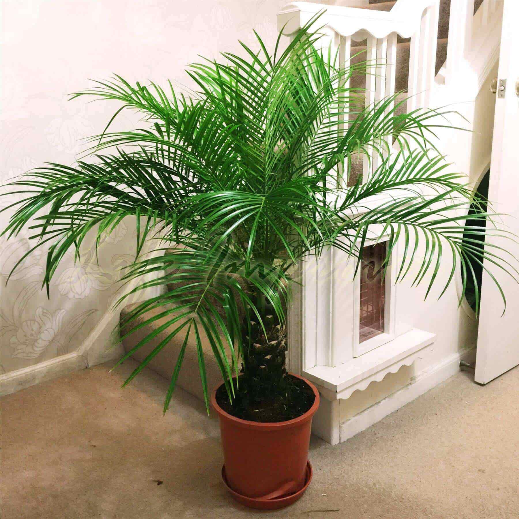 Dwarf date palm 