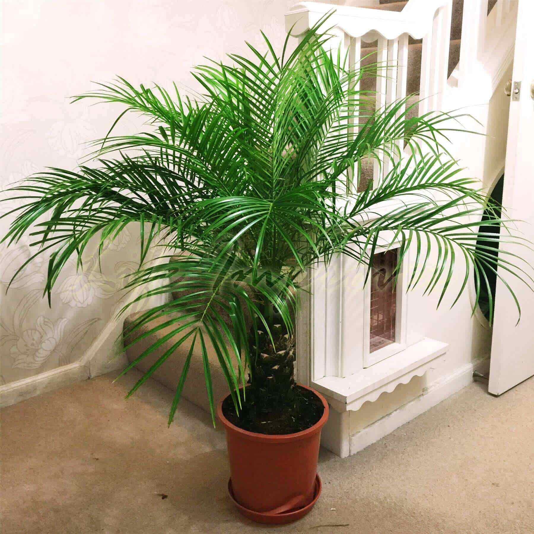 15 Air Purifying Indoor Plants According To Nasa