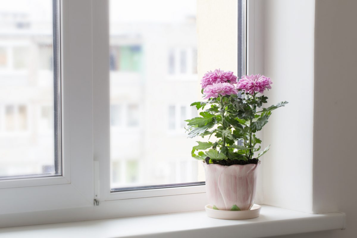 Florist chrysanthemum 