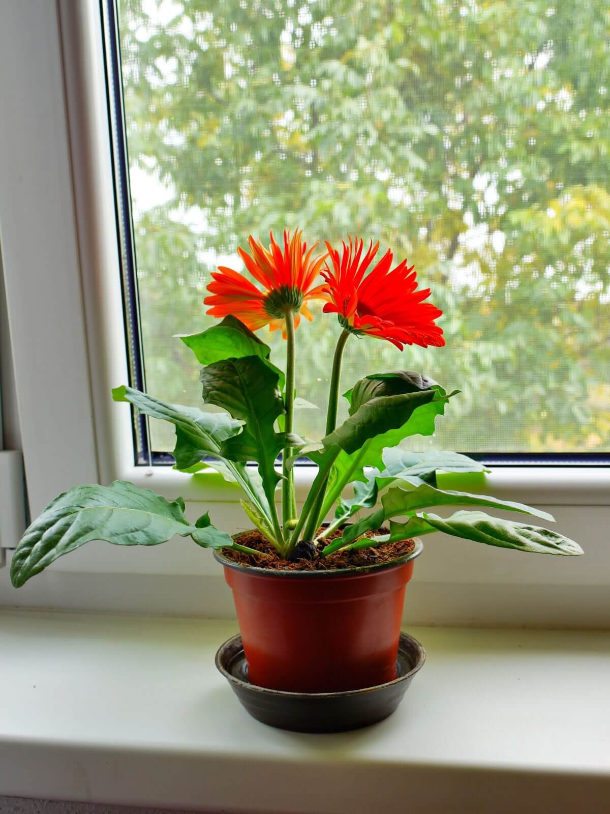 Gerbera 