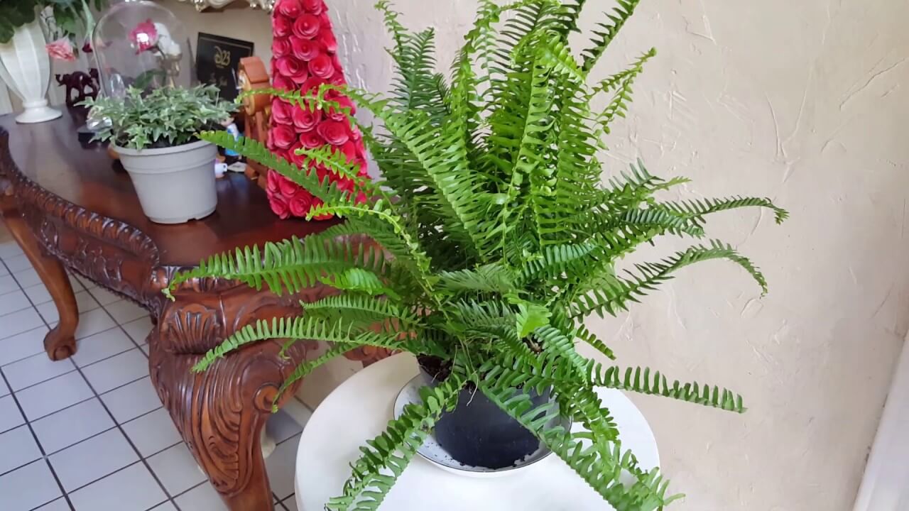 Kimberly Queen fern 