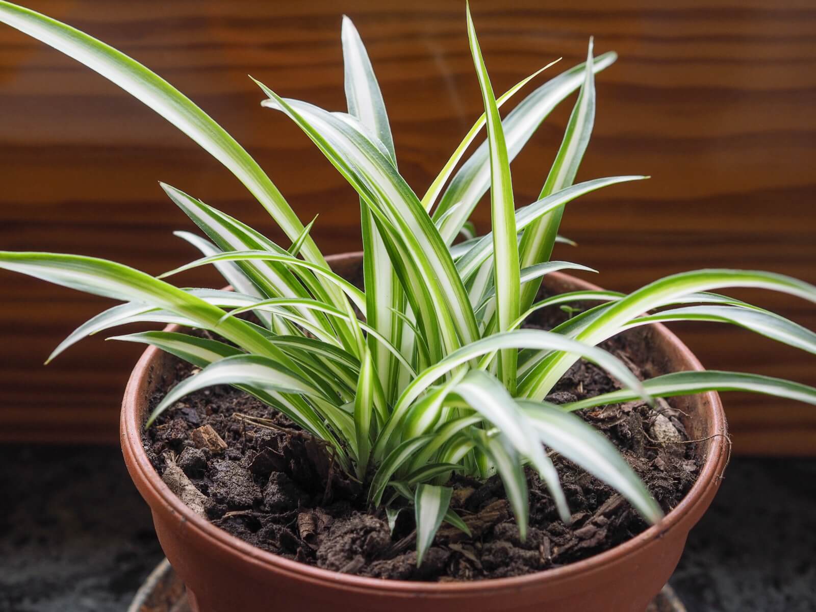 Spider plant 