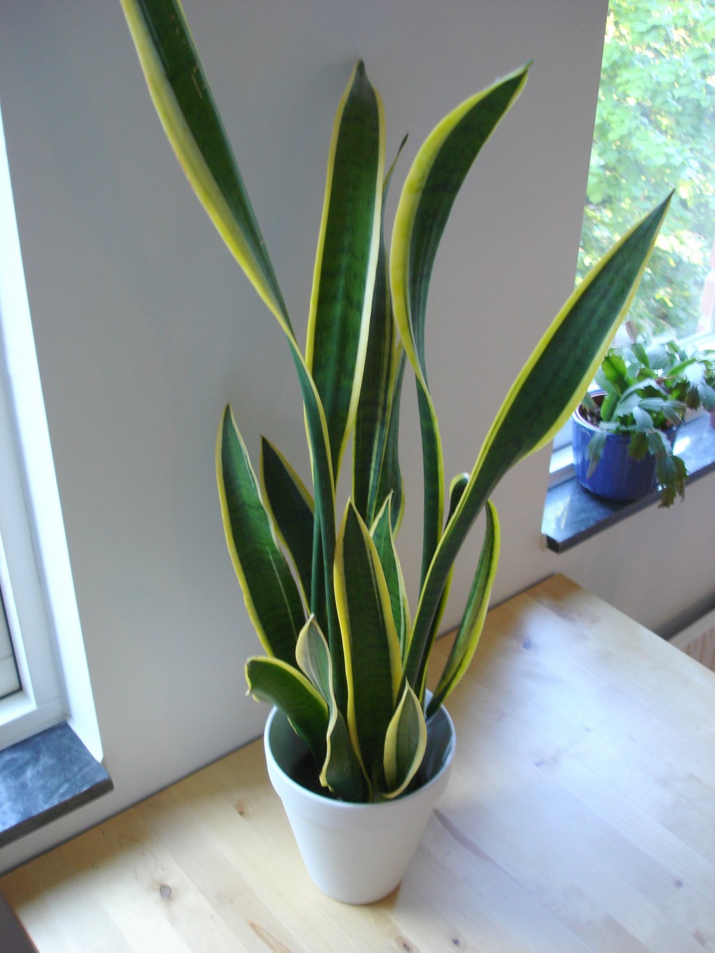 Variegated snake plant 