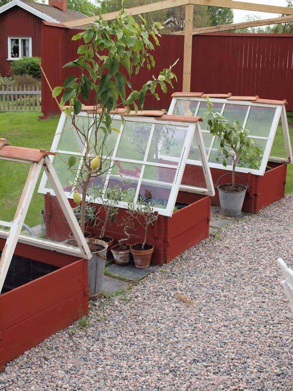 backyard greenhouse 
