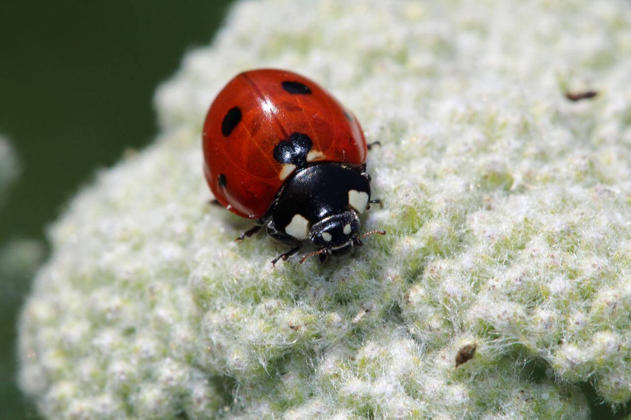 ladybug 