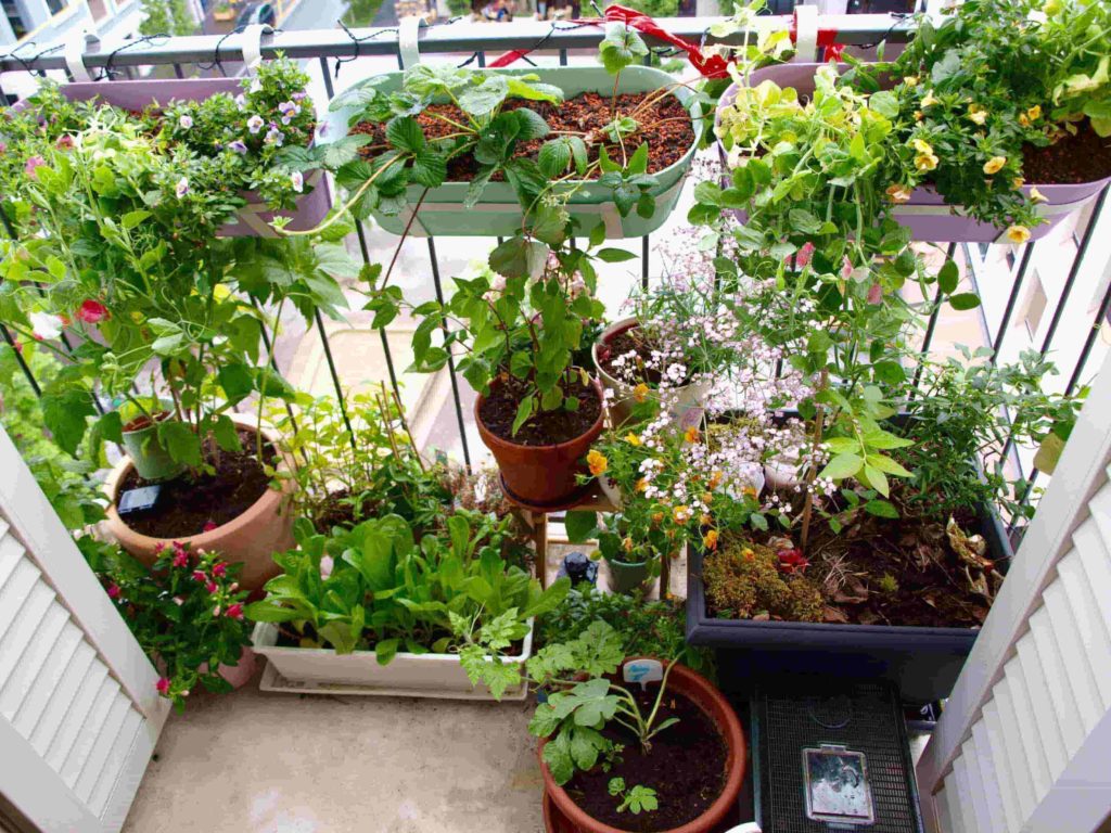 balcony garden