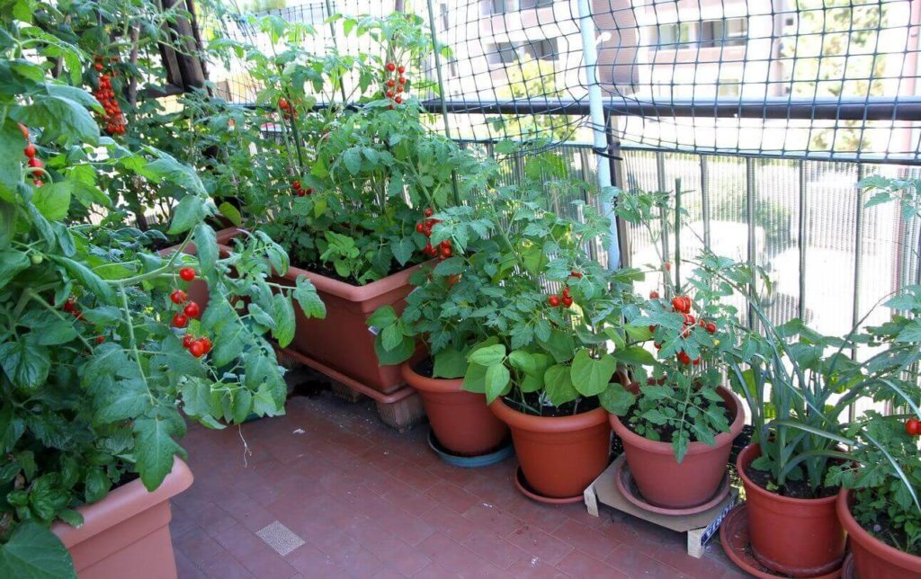 home garden in flat