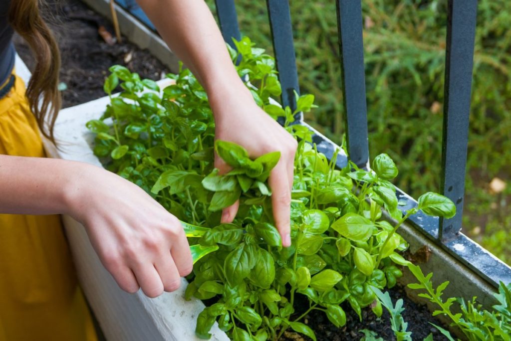 home garden in flat