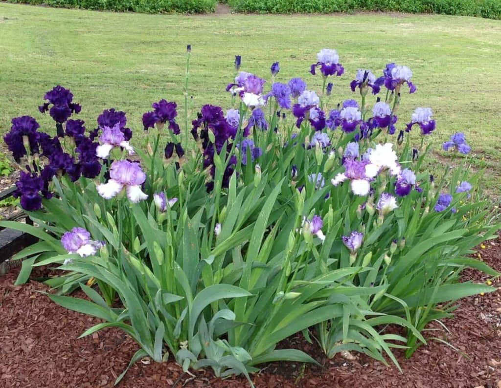 Bearded Iris