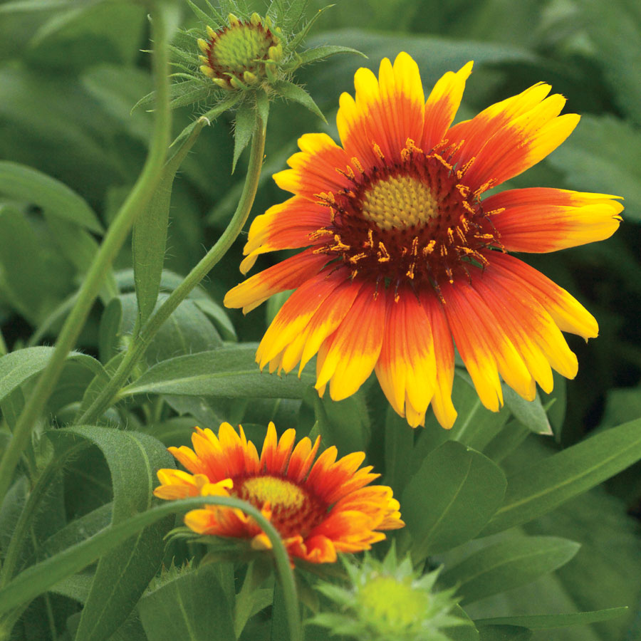 Blanket Flower