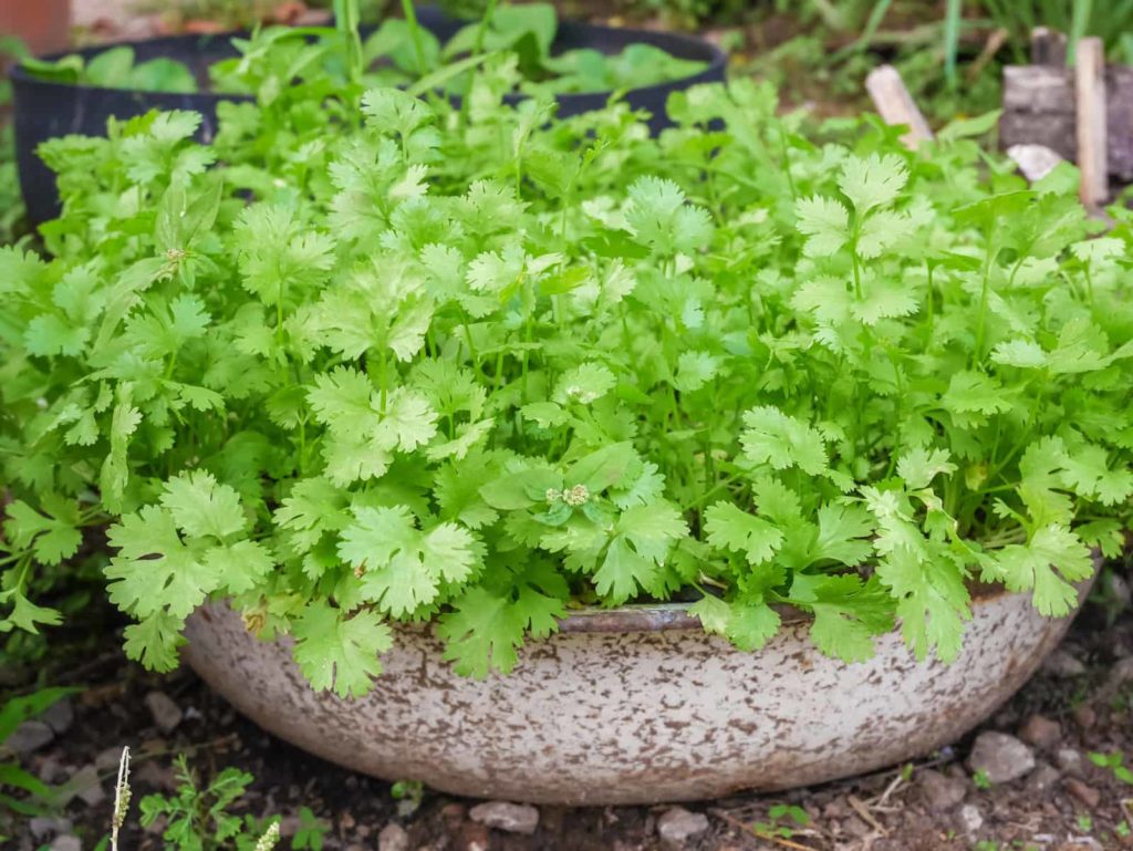 Coriander