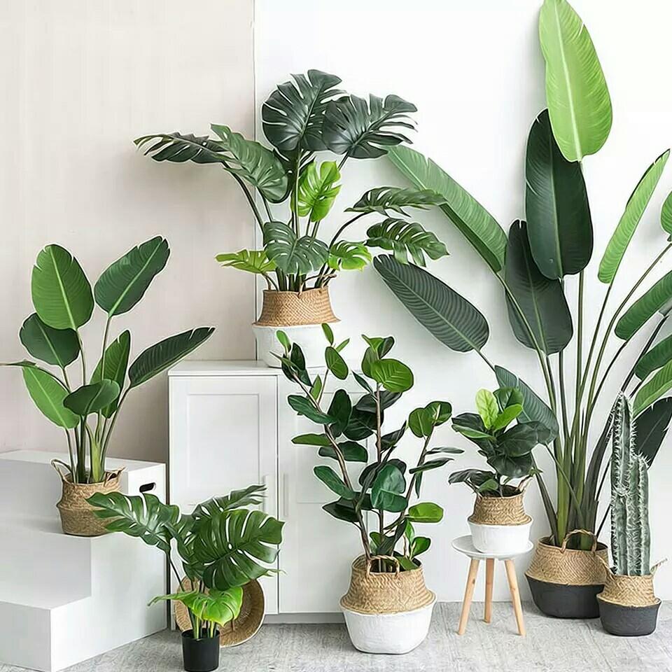 Fake Plants 