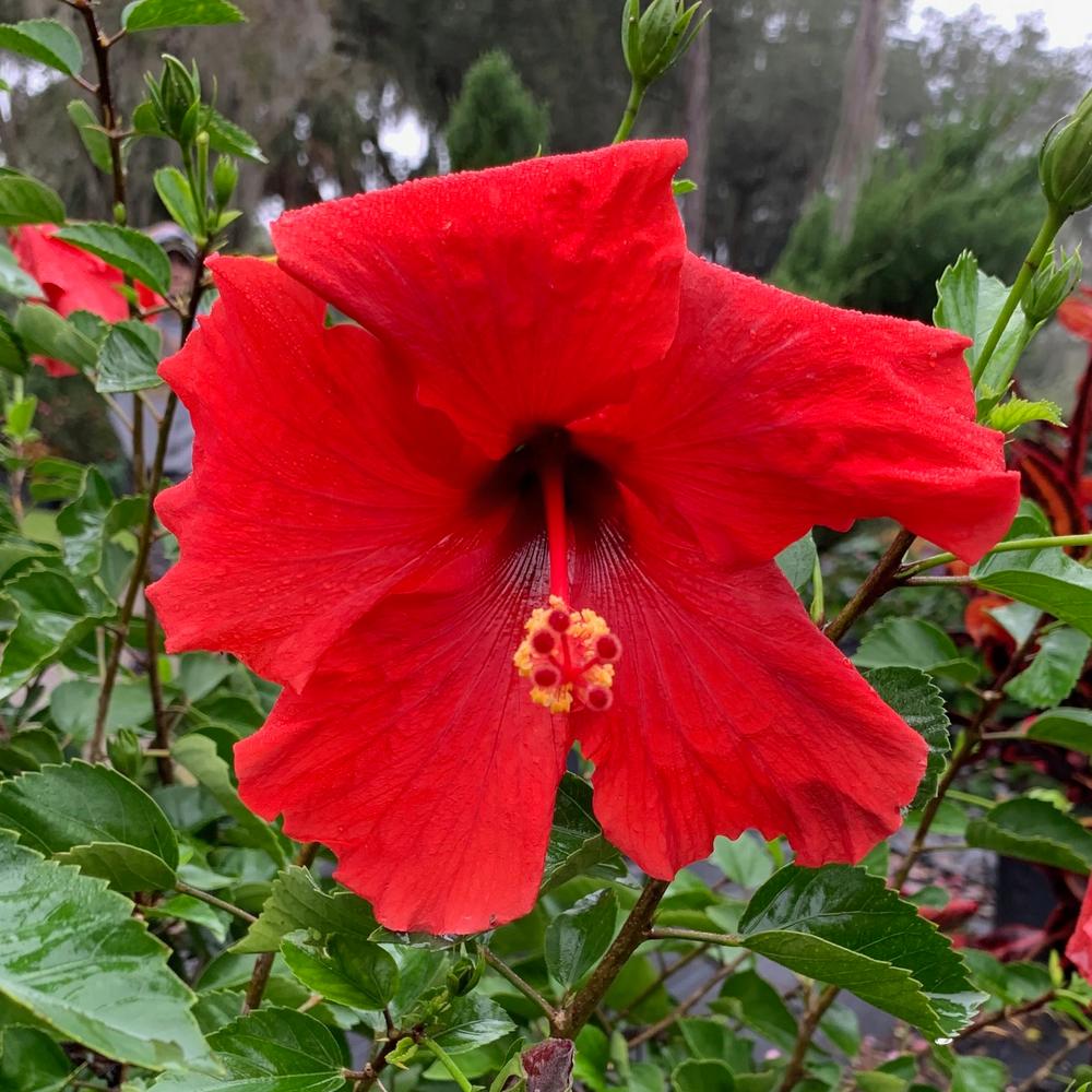 Hibiscus Flower