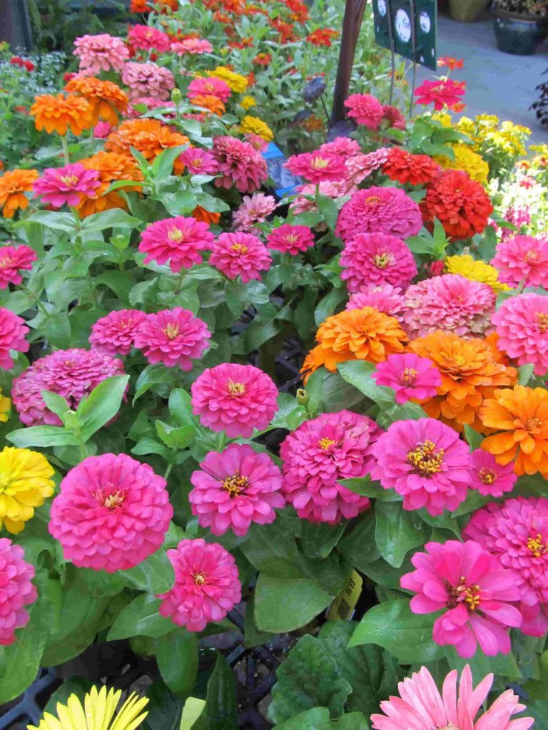 Zinnia flower