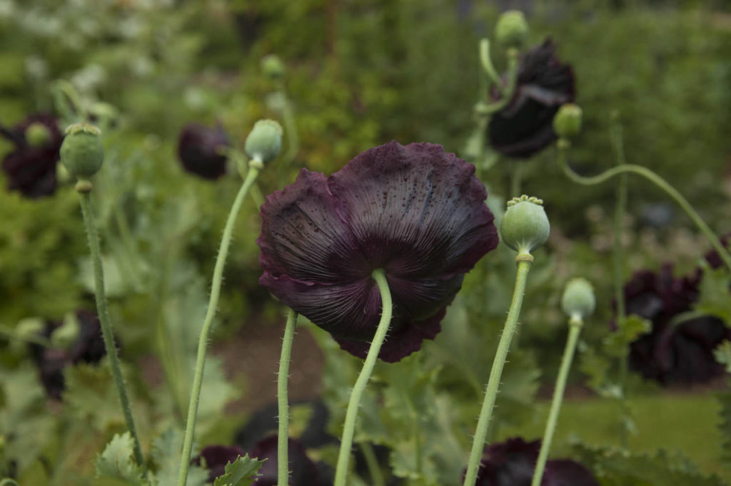 black flower