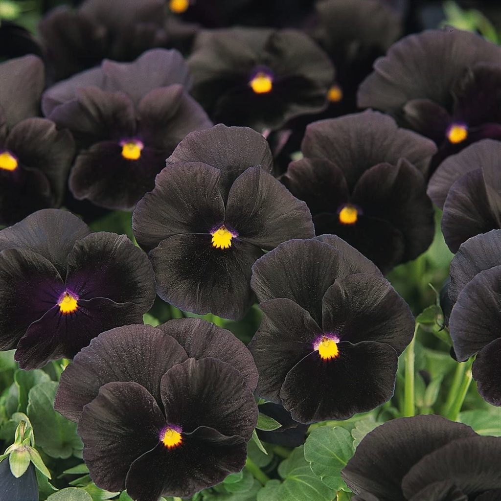 black flower