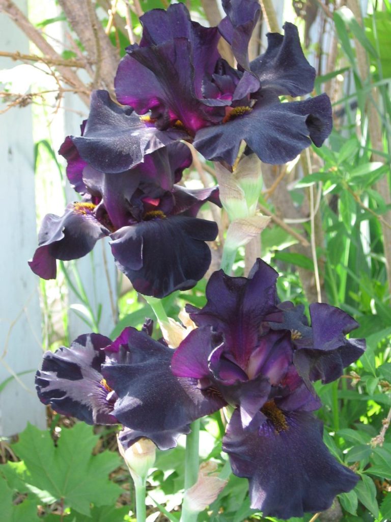 black flower