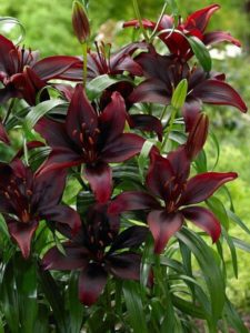 Black Flowers That You Can Grow in Your Garden