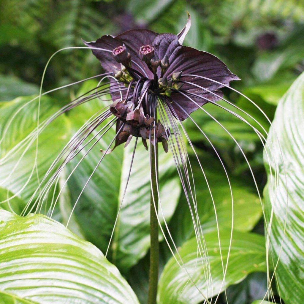 black flower