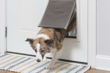 Install Smart Dog Door in the Screen Door