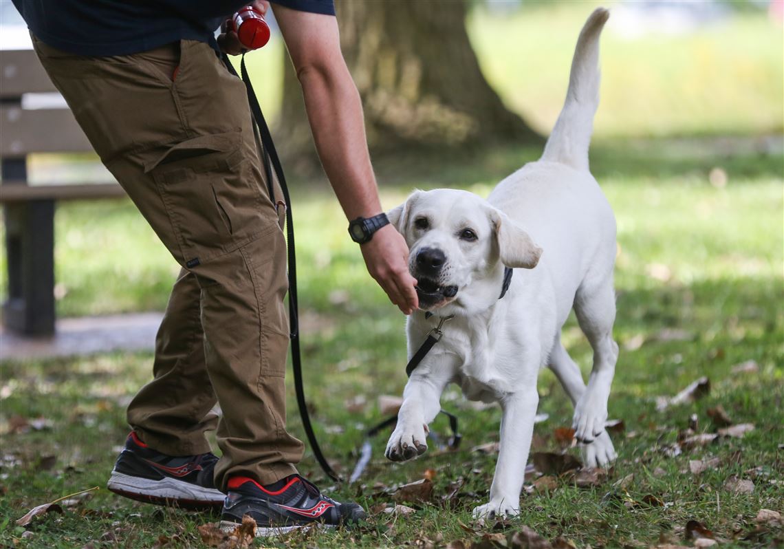 10 Tips to Prevent Your Dog From Escaping the Yard