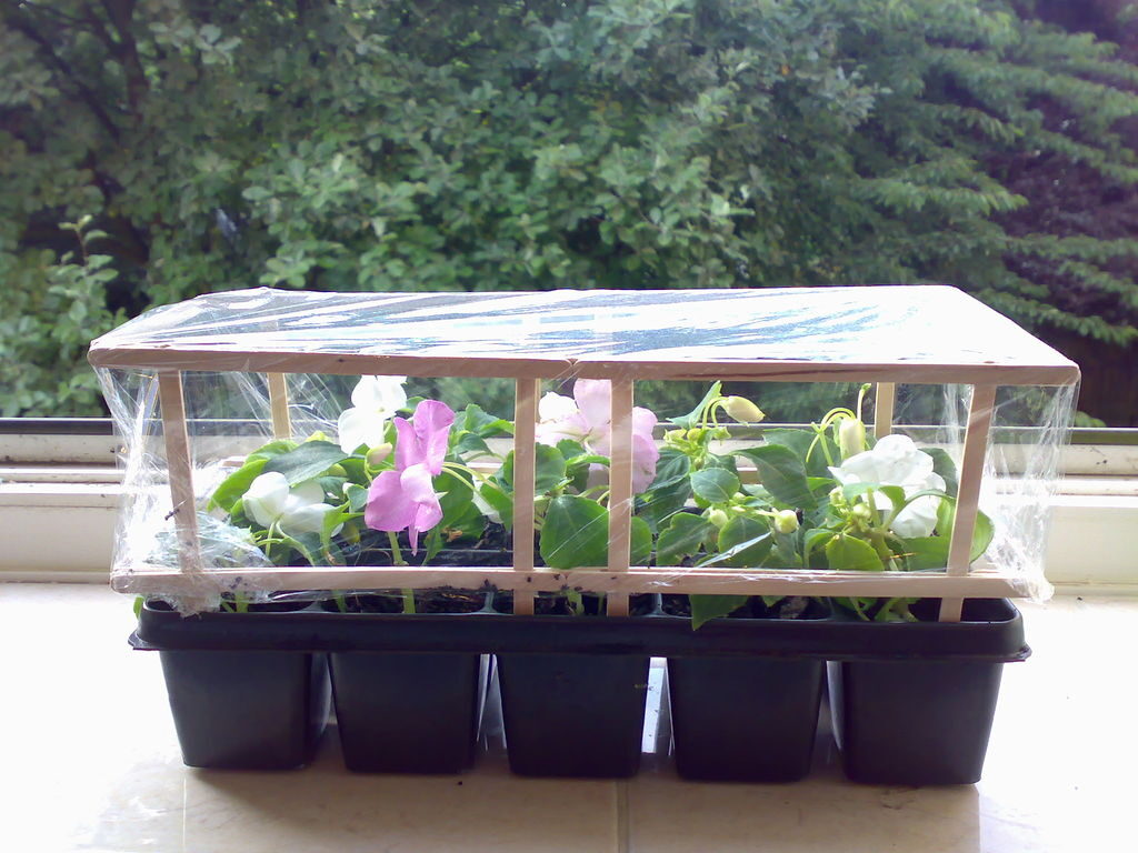 mini greenhouse