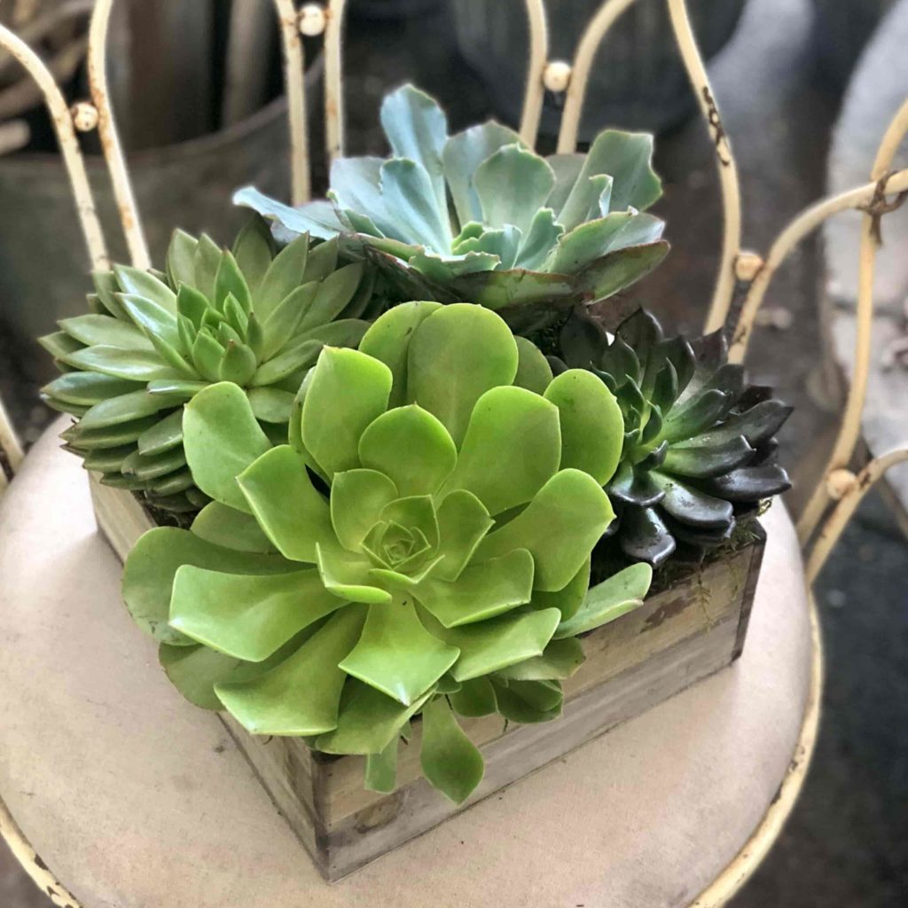 succulents