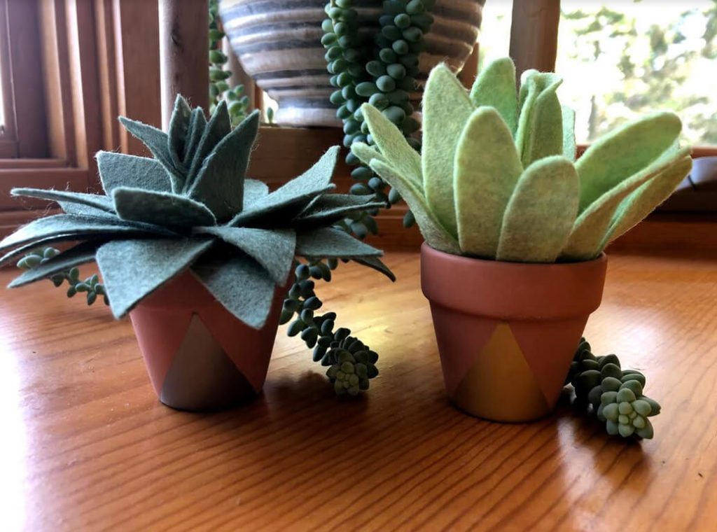 succulents