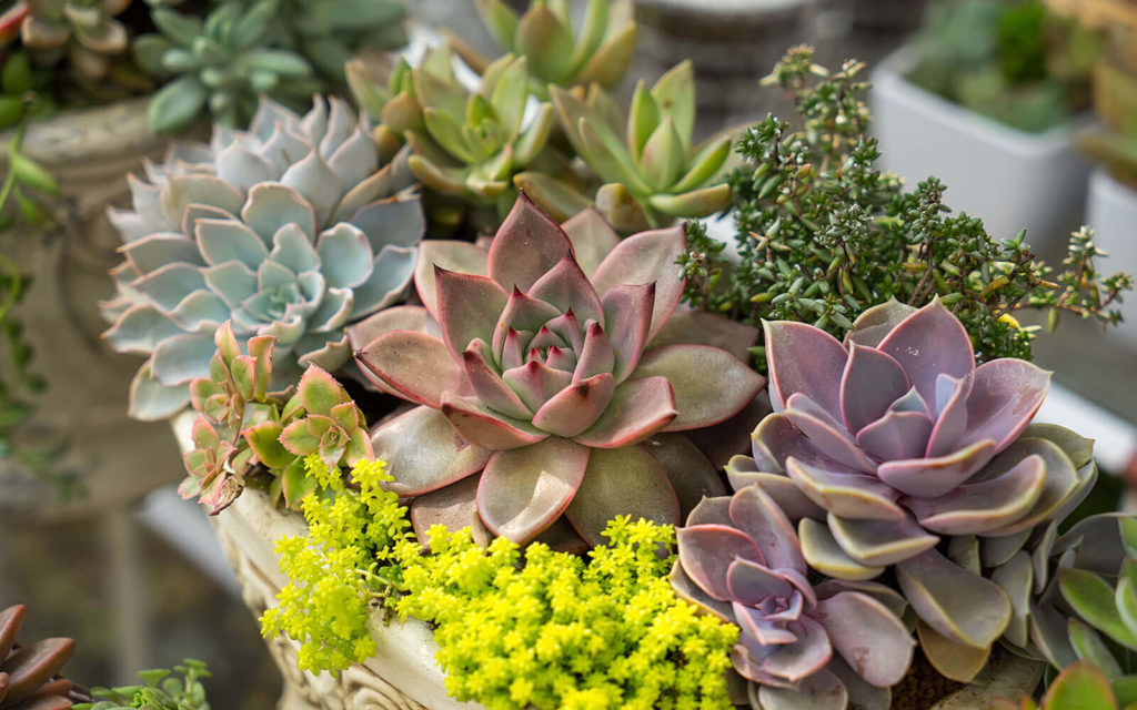 succulents