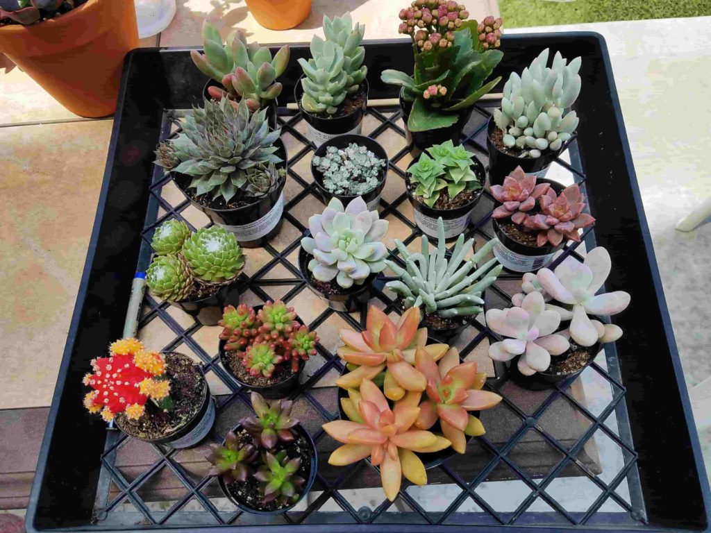 succulents