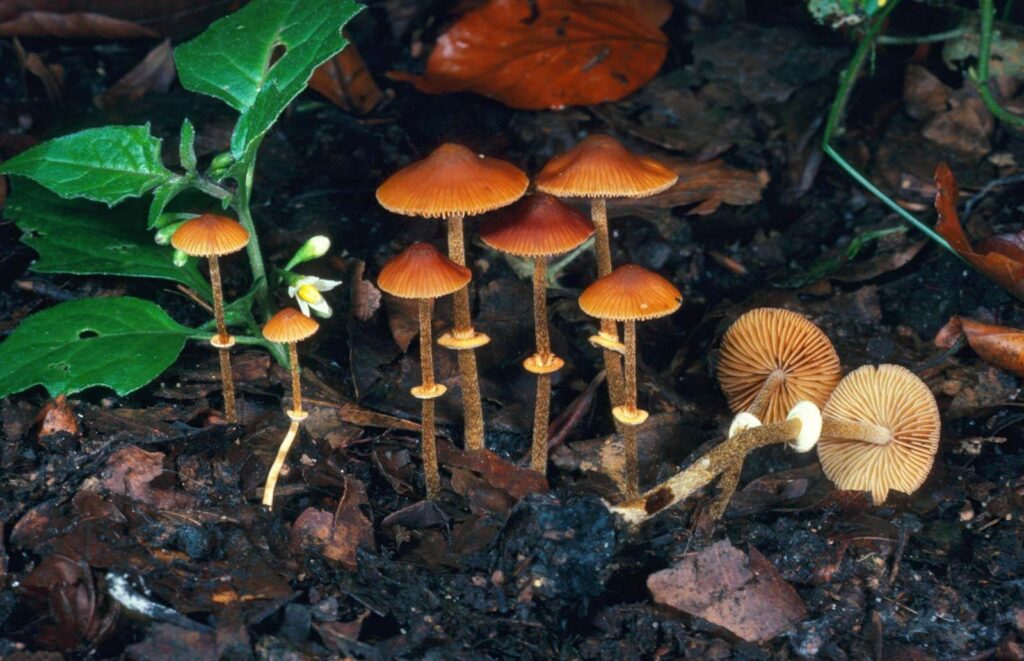  Mushrooms 