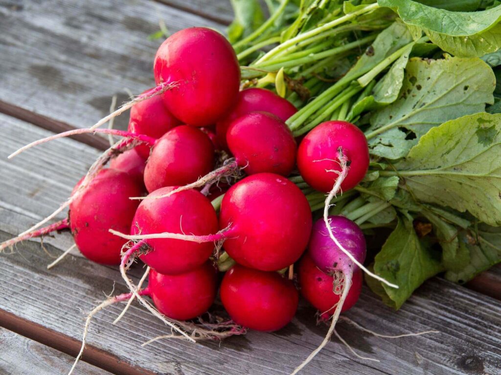 Radish