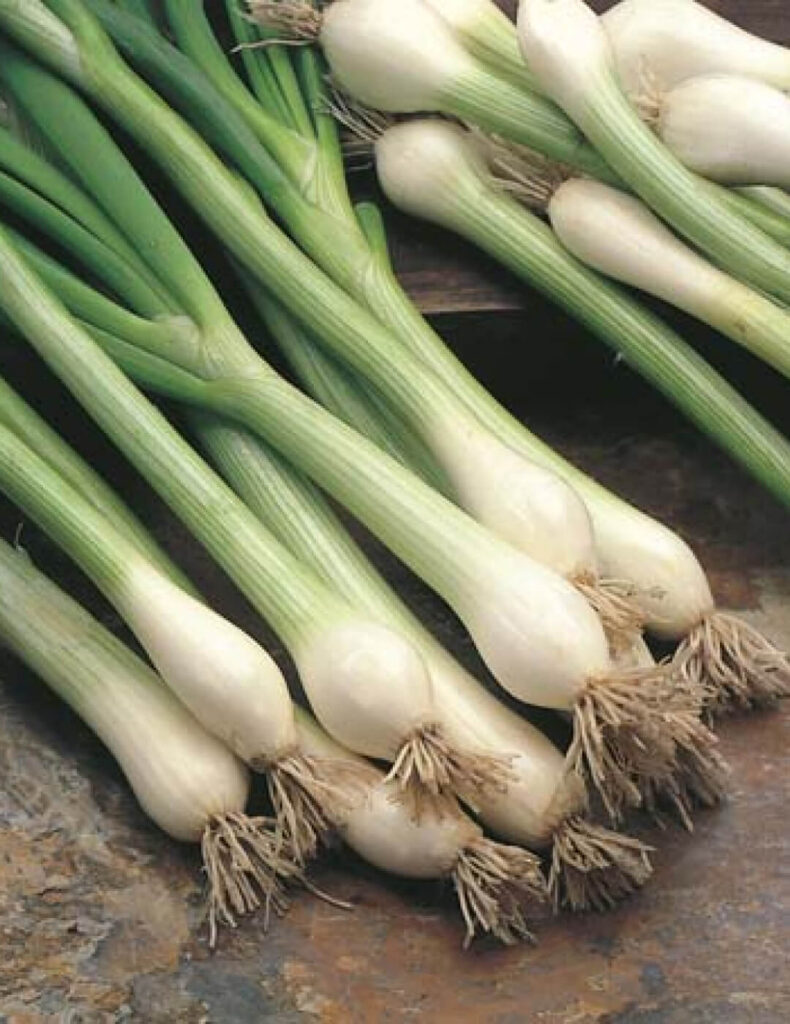 Spring Onion