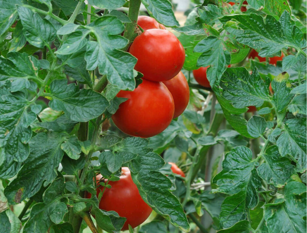 Tomatoes 