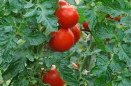  Tomatoes